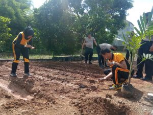 Polisi Berkebun, Polsek Cigasong Ciptakan Kebun Palawija dan Sayur Sayuran IMG 20211128 WA0002