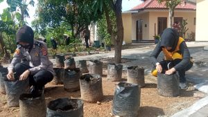 Polisi Berkebun, Polsek Cigasong Ciptakan Kebun Palawija dan Sayur Sayuran IMG 20211128 WA0003