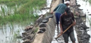 Proyek Pembangunan Irigasi Persawahan di Pekon Candiretno Terkesan Asal Jadi IMG 20211212 WA0038