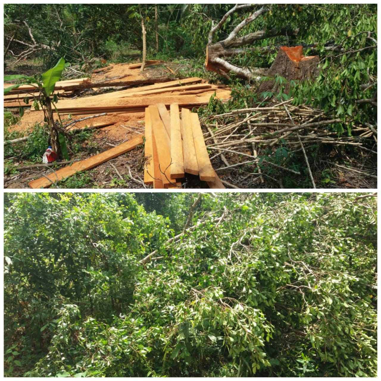 Penebangan kayu ilegal loging dikawasan tahura konservasi Gunung mangkol