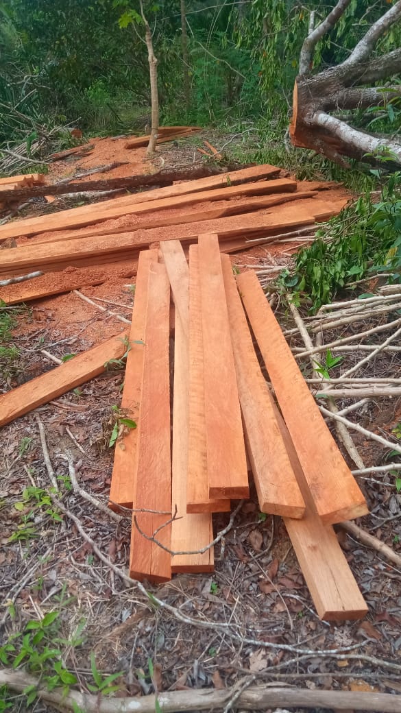 Aspek pidana Dalam Penebangan pohon tampa izin Aspek pidana Dalam Penebangan pohon tampa izin