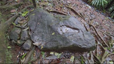 Telapak Kaki Misterius Sanghyang Tapak di Gunung Salak, Diyakini Peninggalan Prabu Niskala Wastukancana Telapak Kaki Misterius Sanghyang Tapak di Gunung Salak, Diyakini Peninggalan Prabu Niskala Wastukancana