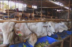 Bagaimana Tips Memilih Hewan Kurban yang Sesuai Syariat dan Sehat ? Berikut Rangkumanya. 20200722 235703