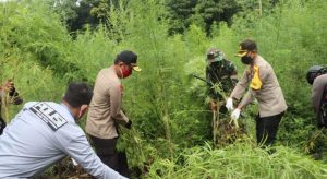 Kapolda Aceh Langsung Pimpin Pemusnahan Ladang Ganja Siap Panen di Hutan Aceh Besar IMG 20200721 WA0008