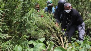 pemusnahan ganja 1024x576 1