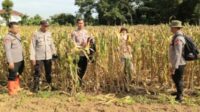 Dampingi Kasubag Binkar Dan Bag SDM Polres Lebak: Kanit Binmas Polsek Rangkasbitung Cek Tanaman Jagung