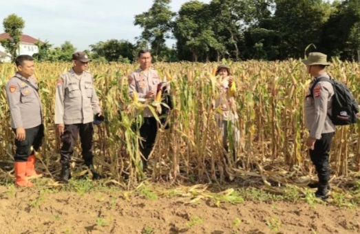 Screenshot_20251128_151544_Chrome Dampingi Kasubag Binkar Dan Bag SDM Polres Lebak: Kanit Binmas Polsek Rangkasbitung Cek Tanaman Jagung