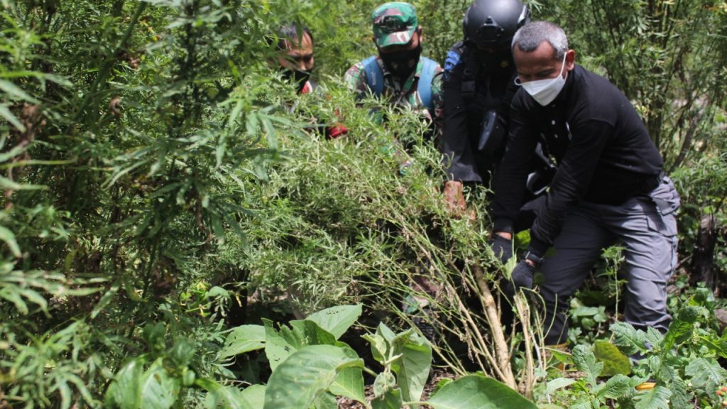 Polri Gagalkan Peredaran 529 Kg Ganja dan Musnahkan 7 Hektare Ladang Ganja di Aceh