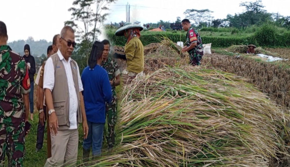Bukti Realisasi Serap Gabah Dari Petani, Bulog Cianjur Gelar Penyerapan Gabah di Kecamatan Kadudampit