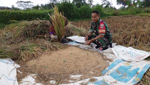 Bukti Realisasi Serap Gabah Dari Petani, Bulog Cianjur Gelar Penyerapan Gabah di Kecamatan Kadudampit