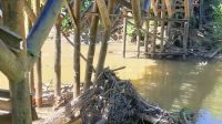Gawat,,!!! Jembatan Penghubung Desa Lubuk Agung Ke Desa Sungai Sarik Sudah Mulai Ambruk