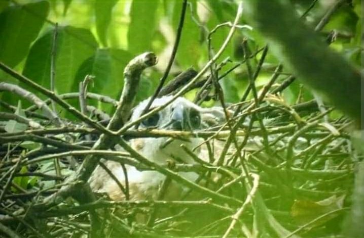 Seekor Anakan Elang Jawa ( Nisaetus Bartelsi ) Kembali lahir di Kawasan Taman Nasional Gunung Gede Pangrango