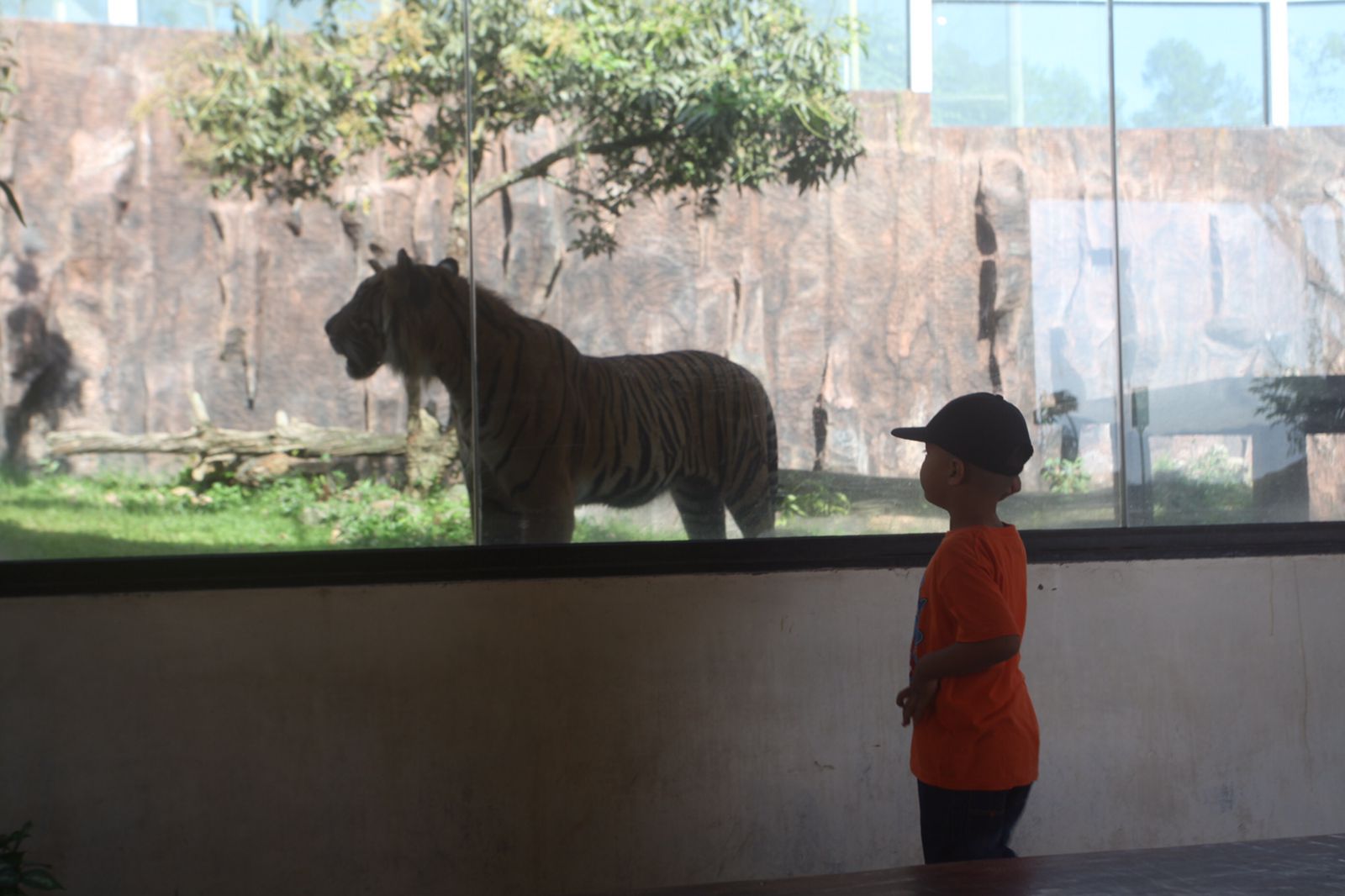 Peringatan Hari Harimau Sedunia, Momentum Peyadartahuan Pentingnya Menjaga Habitat Harimau Sumatera