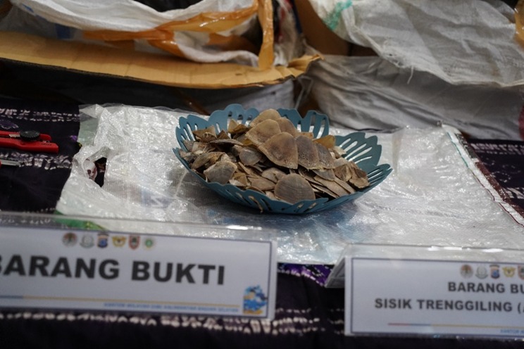 Gakkum KLHK: Berkas Lengkap, Tersangka Penyelundupan 360 Kg Sisik Trenggiling di Banjarmasin Siap Disidangkan