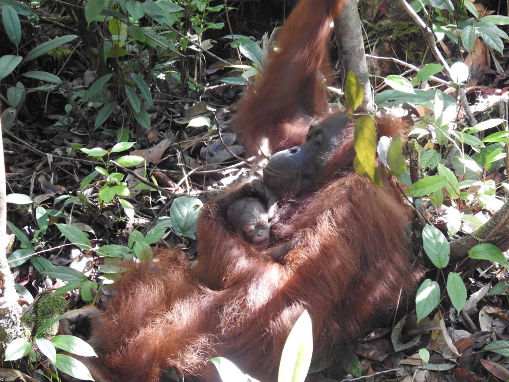 Kelahiran Bayi Orangutan Acuy