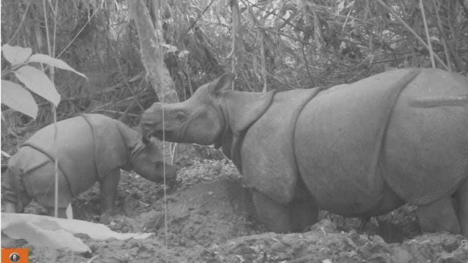 Seekor Individu Baru Anak Badak Jawa Terekam di TNUK
