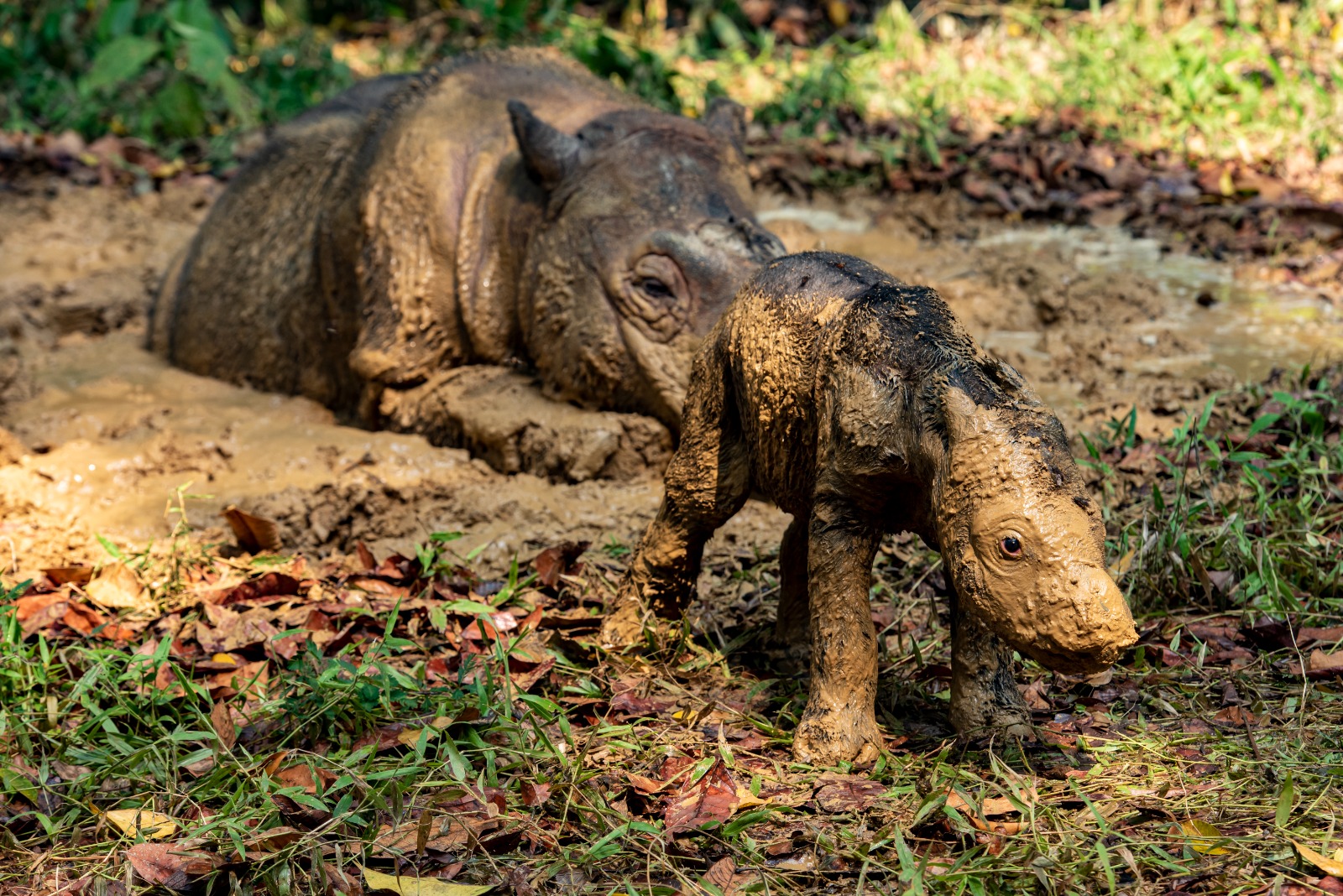 Anak Ketiga Badak Ratu: Secercah Harapan Bagi Kelestarian Badak Sumatera