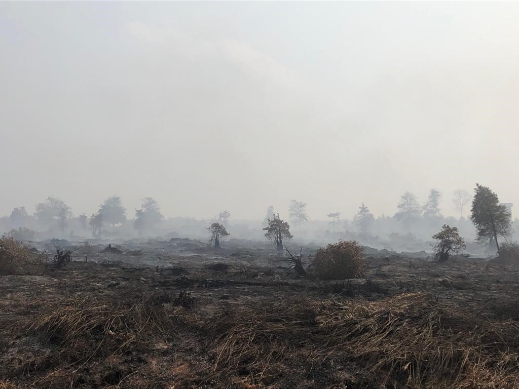 KLHK Segera Eksekusi Putusan PK Karhutla PT Kaswari Unggul Rp.25 Miliar