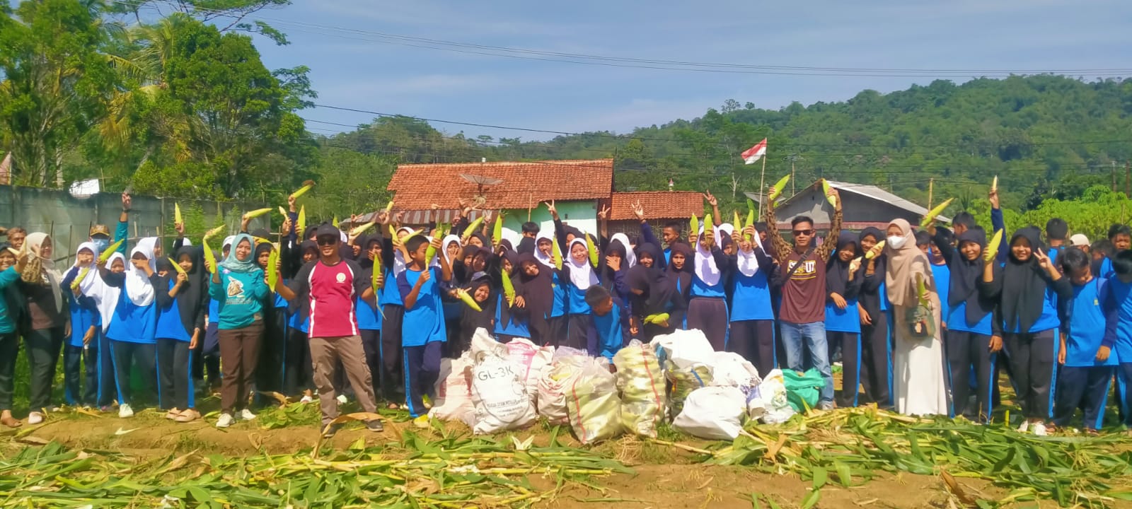 Ratusan Pelajar dari SMP Darul Fikri Nanggung, Bogor Melaksanakan Panen Raya Jagung