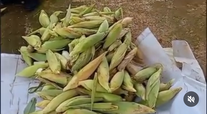 Program Ketahanan Pangan di Desa Cibanteng Kecamatan Ciampea Kabupaten Bogor Sukses, Hasil Selalu Melimpah