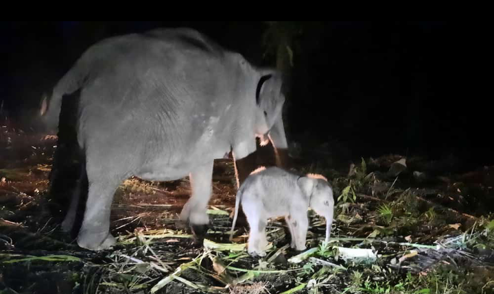 Seekor Gajah Sumatera Lahir di PKG Sebanga Riau