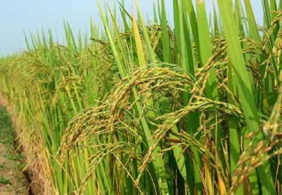 images (23) Harga Gabah Rp5.300, Swasembada Terancam Gagal. Bulog Tidak Berfungsi