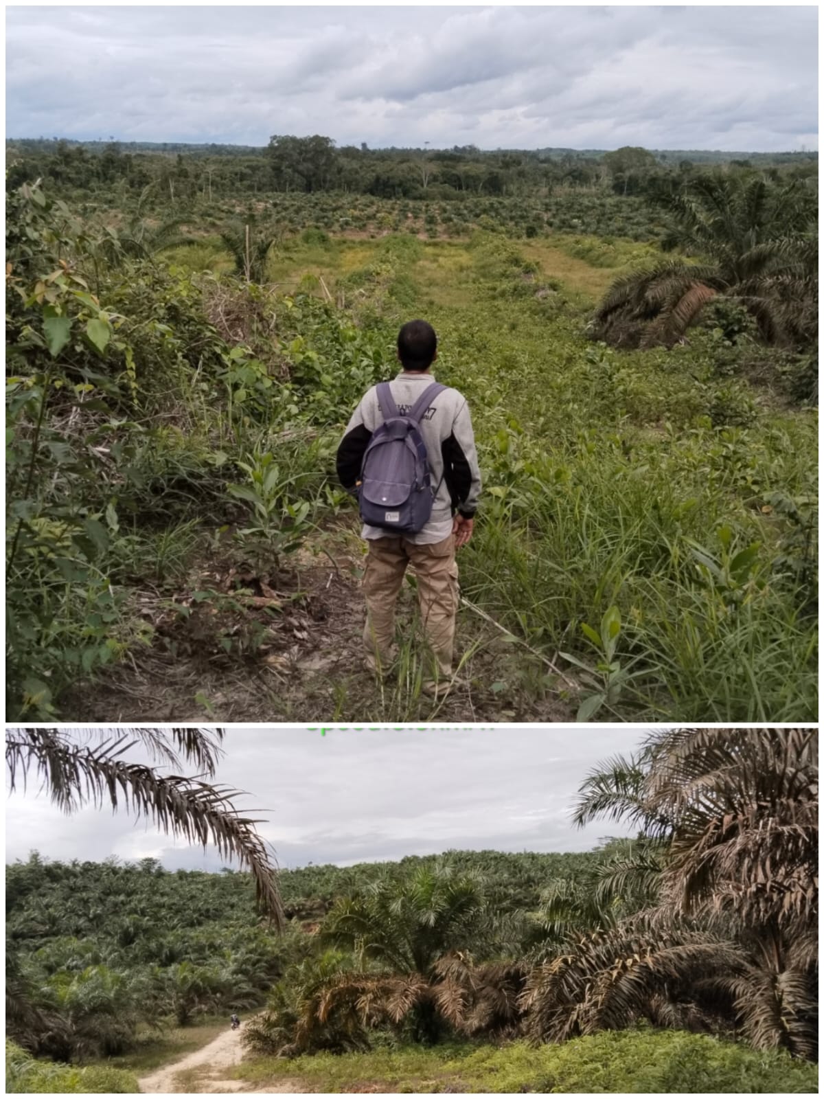 Kawasan Hutan SM Rimbang Baling Diduga Diperjualbelikan oleh Seorang Hakim di Riau