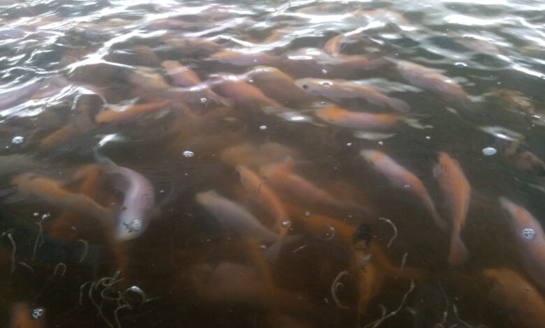 Usaha Ternak Ikan Nila Berbasis RAS di Karacak Leuwiliang Bidik Pasar Nasional