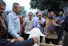 Kembangkan Desa Domba, Kemendes Gandeng Kurma Adzwa Farm Kembangkan Desa Domba, Kemendes Gandeng Kurma Adzwa Farm