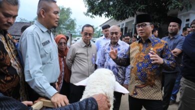 Kembangkan Desa Domba, Kemendes Gandeng Kurma Adzwa Farm