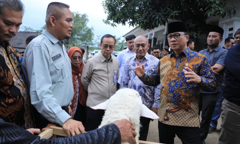 Kembangkan Desa Domba, Kemendes Gandeng Kurma Adzwa Farm