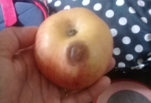 Wali Murid Keluhkan Paket MBG untuk TK di Cibungbulang, Buah Busuk hingga Roti Keras