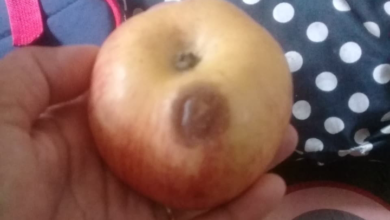 Wali Murid Keluhkan Paket MBG untuk TK di Cibungbulang, Buah Busuk hingga Roti Keras