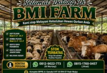 BMI Farm Hadirkan Hewan Qurban Berkualitas, Harga Bersahabat Mulai 2 Jutaan