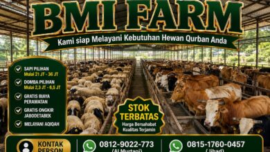 BMI Farm Hadirkan Hewan Qurban Berkualitas, Harga Bersahabat Mulai 2 Jutaan