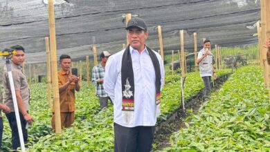 Sidak Perbenihan Kopi Gayo di Bener Meriah, Mentan Amran Bidik Ekspor Kopi Indonesia Tembus Rp100 Triliun