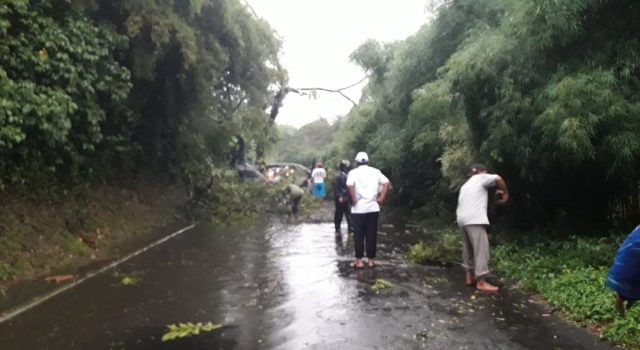 Pohon Tumbang Akibat Hujan Deras Disertai Angin Sore Tadi IMG 20191212 WA0003
