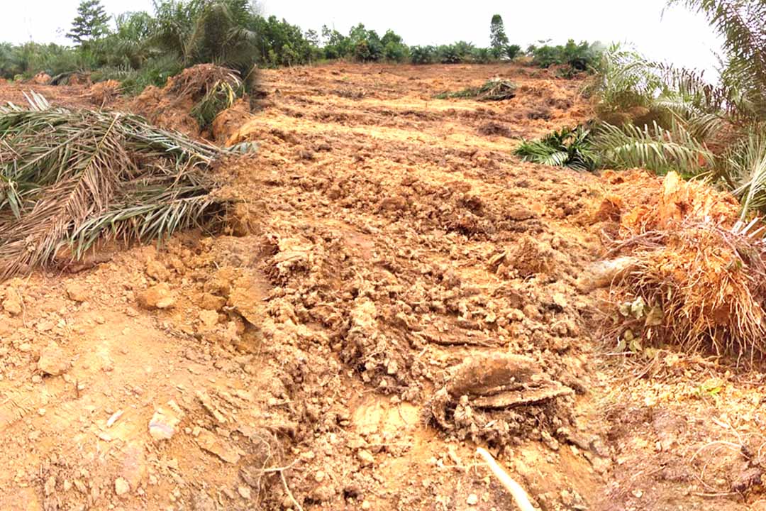 Perusahaan Tambang Batu Bara di Berau Gusur Lahan Warga, Rata dengan Tanah berau coal kaltim