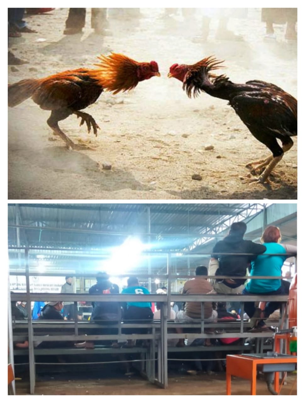 Perlu Sikapi Maraknya Judi Sabung Ayam Di Saat Pandemi IMG 20210822 WA0068 1