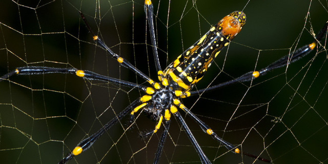 Scientists discover new species of giant spider in Indonesia