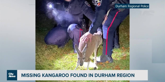 Kangaroo still on the loose in Oshawa, Ontario