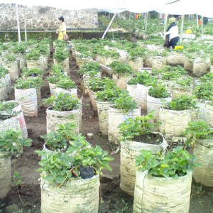 Kebun Strawberry Kusuma Agrowisata: Petualangan Menyenangkan di Negeri Strawberry