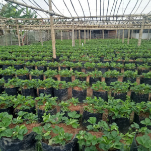 Gussari Strawberry Highland Pujon Malang: Petualangan Menjelajahi Kebun Stroberi di Dataran Tinggi