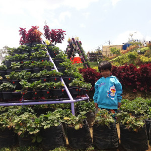 Kebun Wisata Strawberry Paralayang Malang: Petualangan Seru di Alam Indah