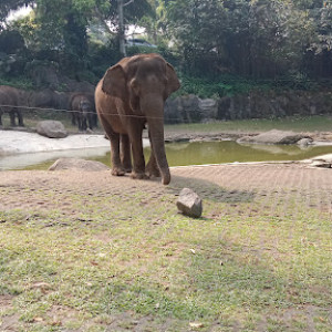 Petualangan Seru di Taman Safari Indonesia: Tips dan Trik untuk Liburan yang Tak Terlupakan