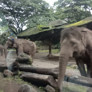 Wisata Safari Prigen: Petualangan Seru di Hutan Liar Jawa Timur