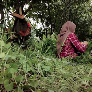 Menyelami Dunia Mangrove: Panduan Lengkap Budidaya dan Manfaat Kebun Pembibitan Mangrove di Surabaya