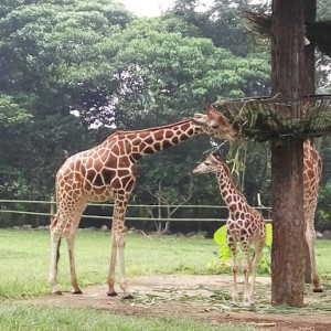 Taman Safari Prigen: Petualangan Menakjubkan di Hutan Jawa Timur