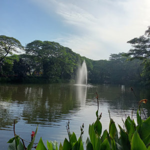 Kebun Bibit Wonorejo: Hutan Kota Surabaya yang Asri dan Menyenangkan