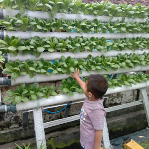 Kampung Ijo Kendangsari: Suasana Hijau untuk Pertanian Organik di Surabaya